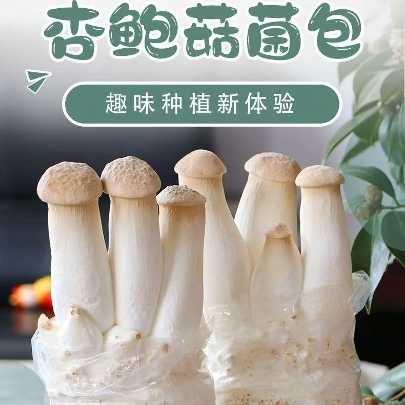 杏鲍菇菌菇包种植包高产种植家庭新鲜有机蔬菜火锅清炒易活