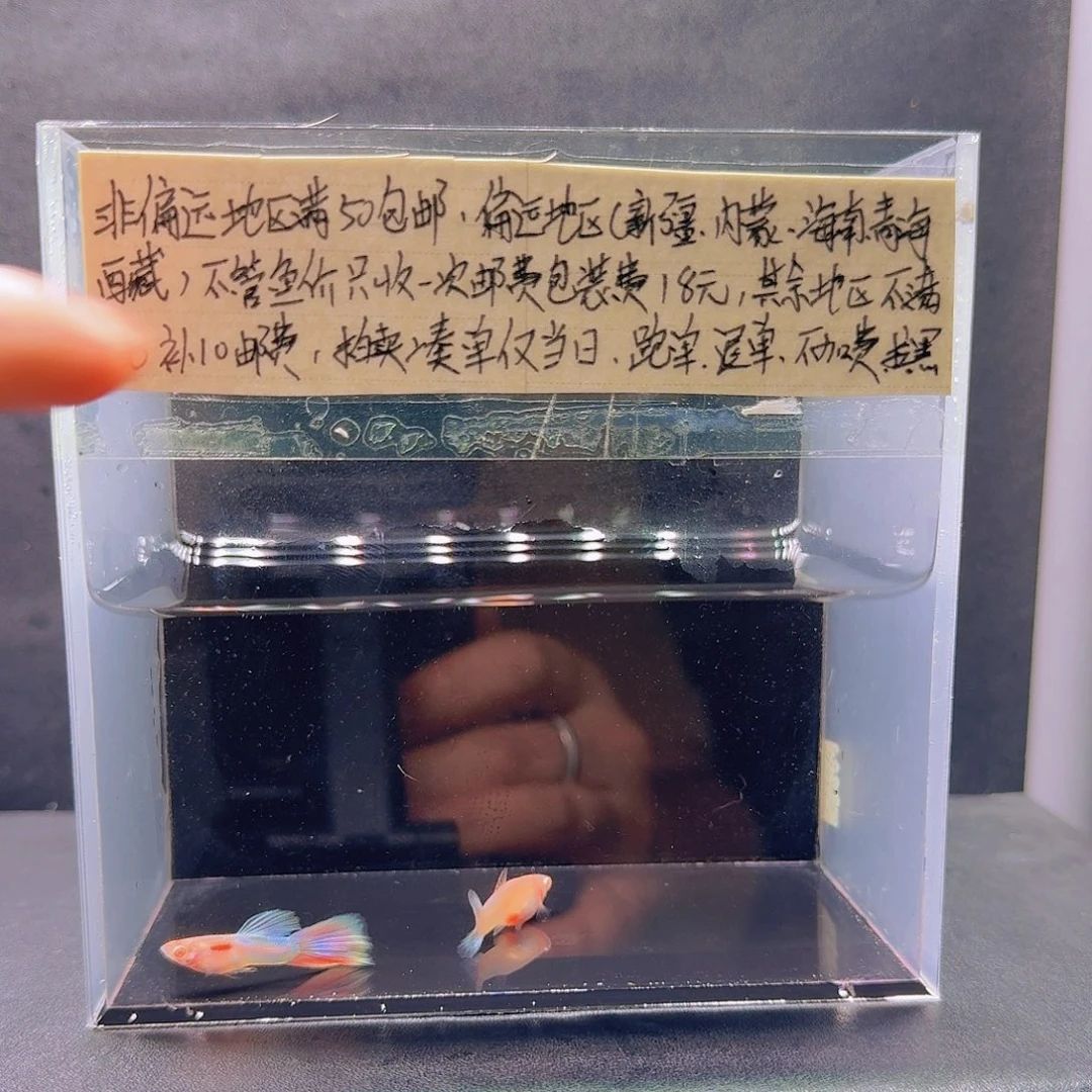 孔雀鱼天使彩虹一对