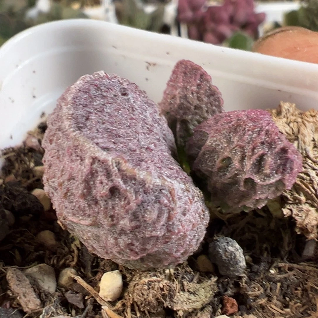 实生新品多肉植物水泡