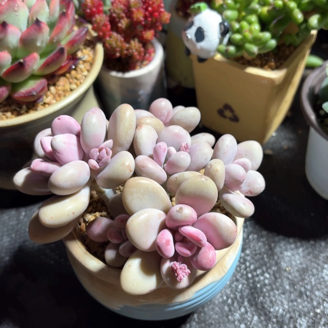 桃蛋多肉蓝色圆盆