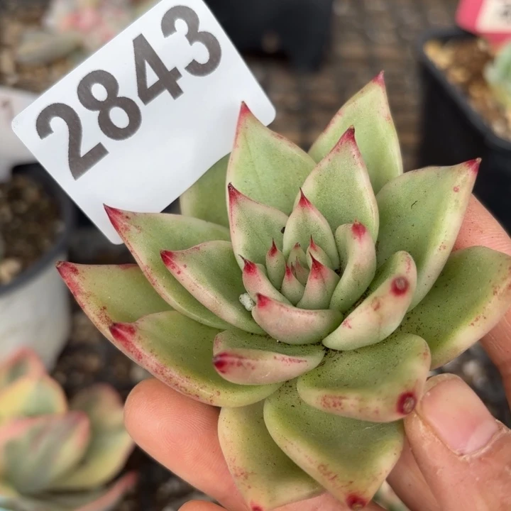 头盖锦多肉植物满18包邮当场凑单