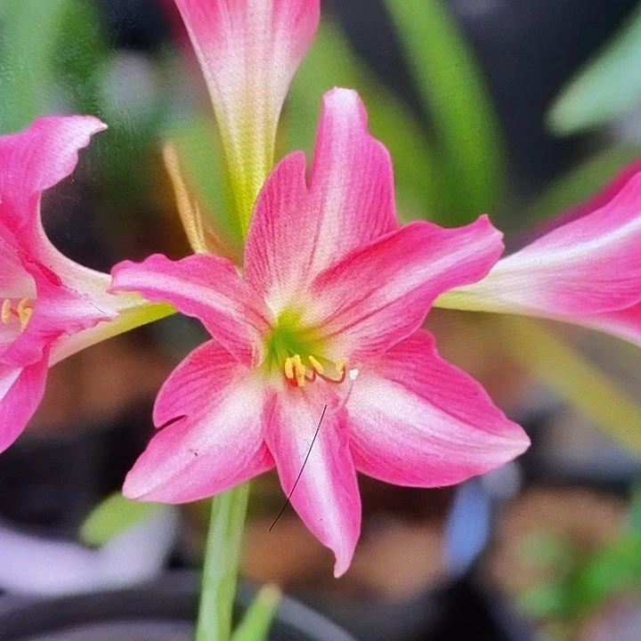 路易莎5厘米朱顶红