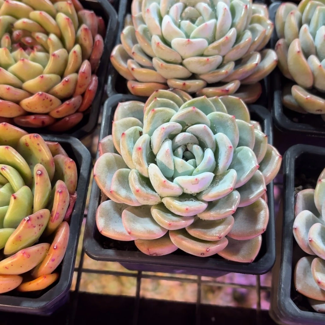 雪茶多肉9㎝盆下播福利