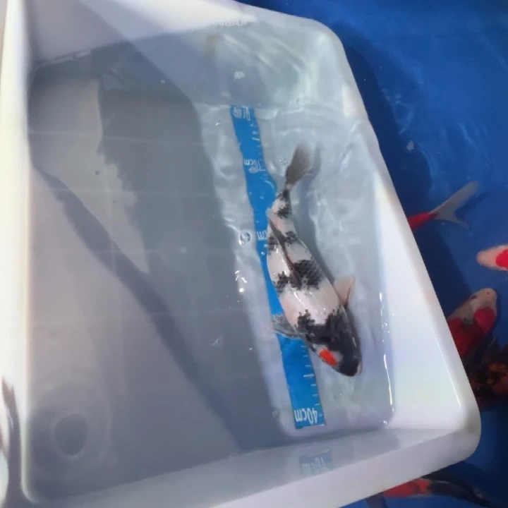 锦鲤锦鲤红白昭和