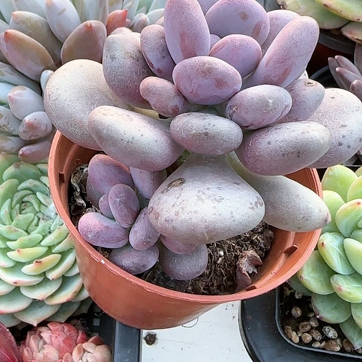 青蛙王子儿童牙膏111