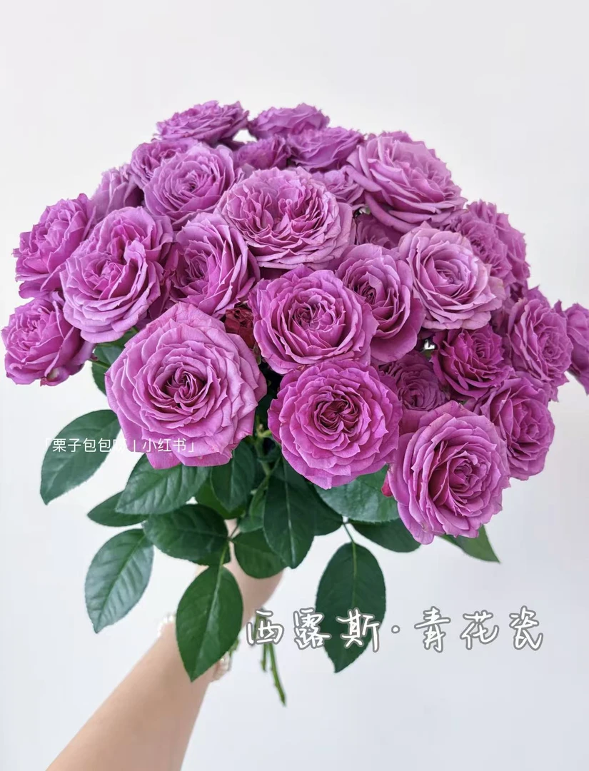 【陌上花开】青花瓷-稀有多头玫瑰（注意带包装醒花哦~）