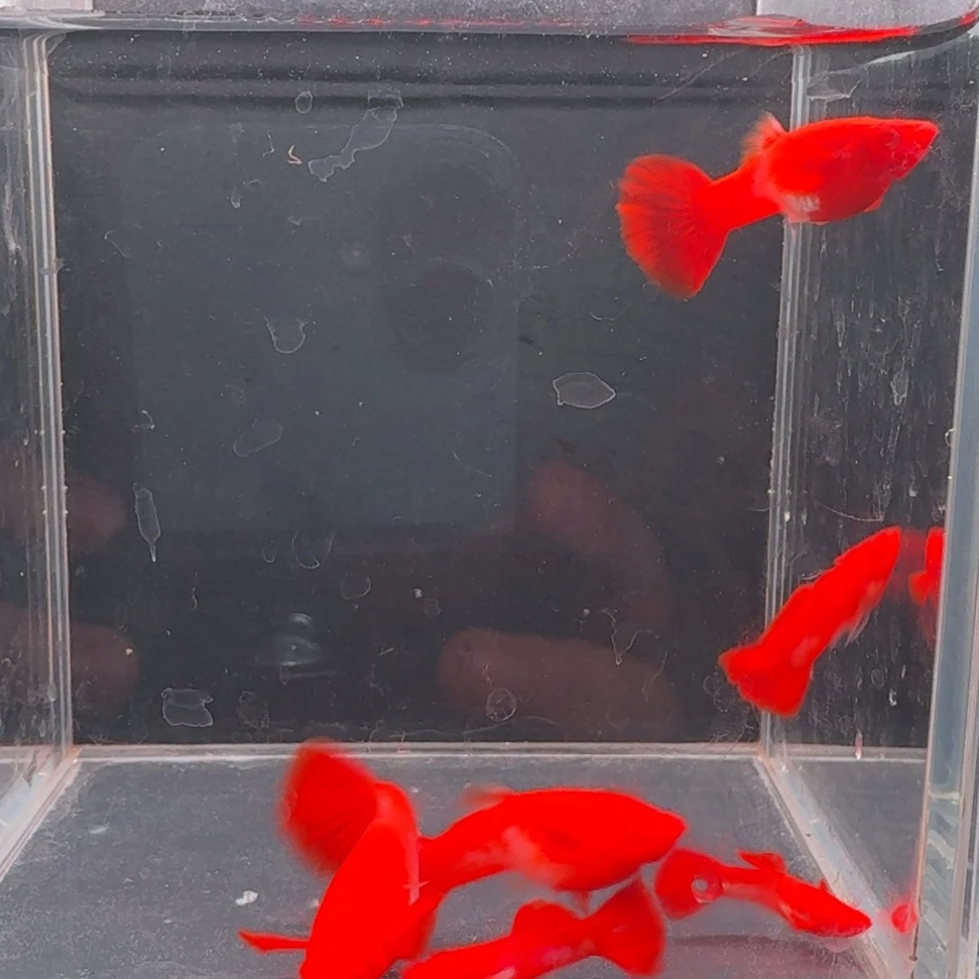 孔雀鱼通背包肚分水3对