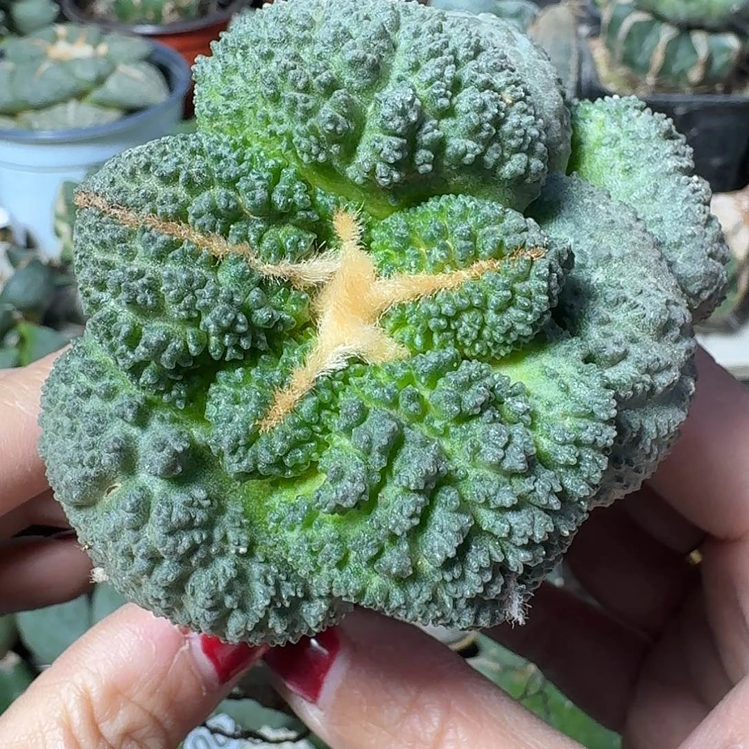无花朵双头超大尤哥斯拉219
