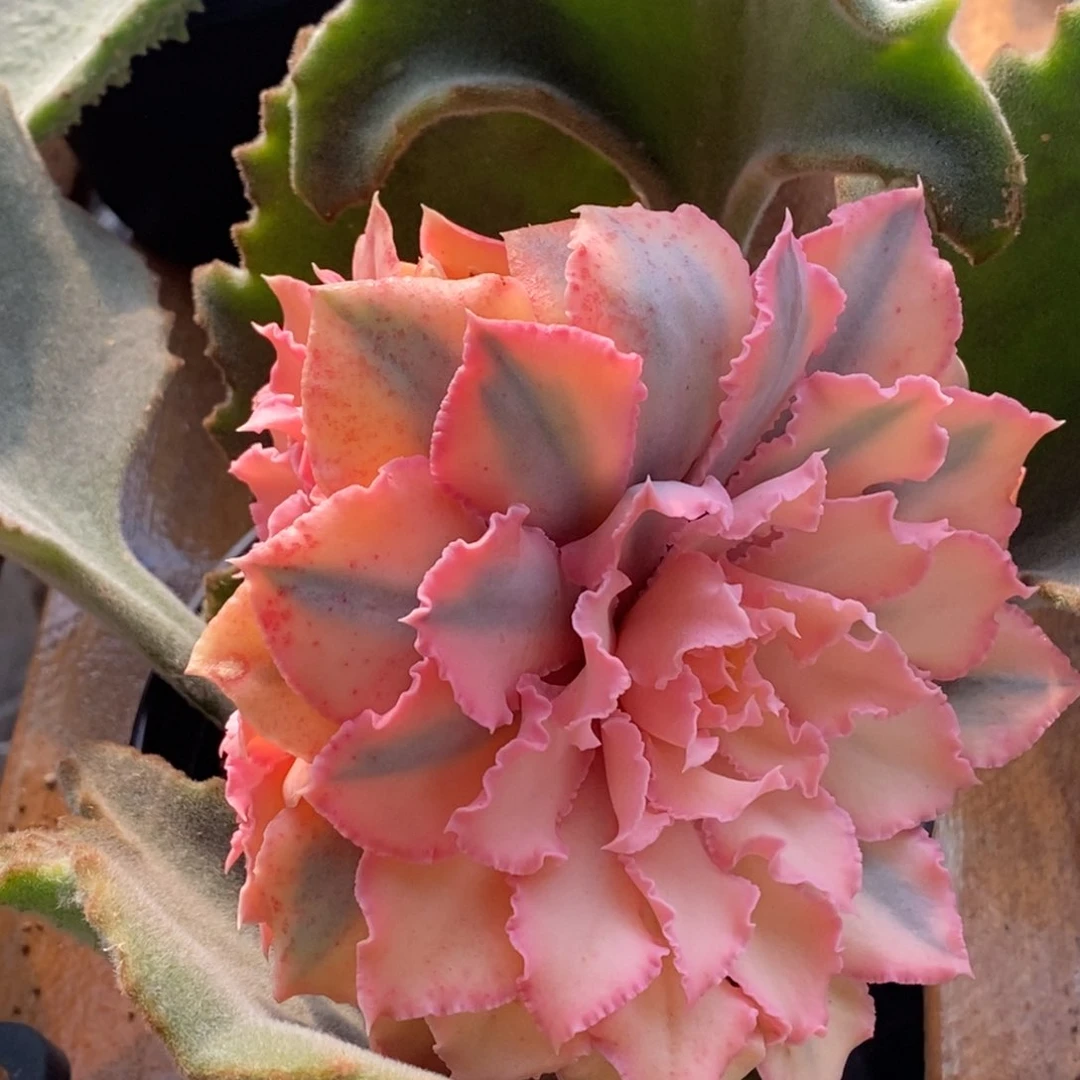 563晚霞之舞锦嫁接群生