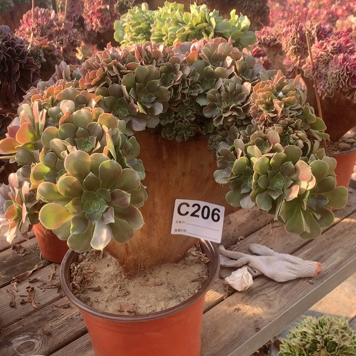 206玫瑰缀多肉法师