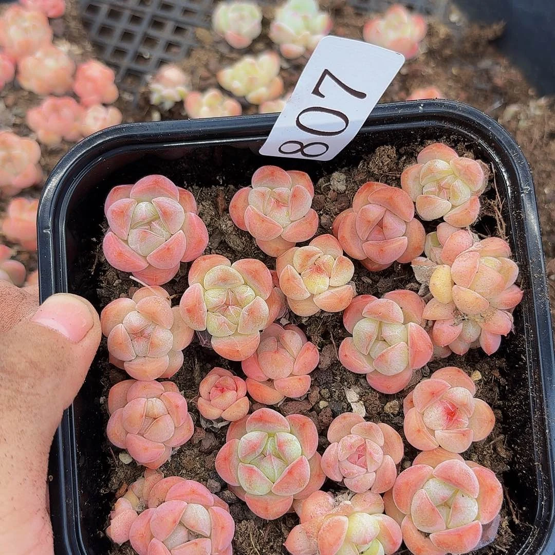 多肉植物多肉植物807