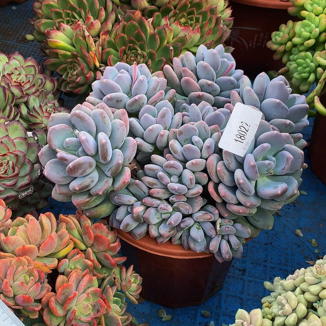 一***鱼咖啡美人18022多肉多肉