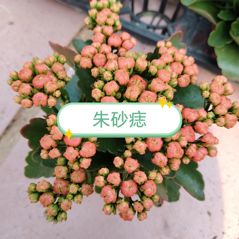 【朱砂痣】110杯，连盆高度20厘米以上