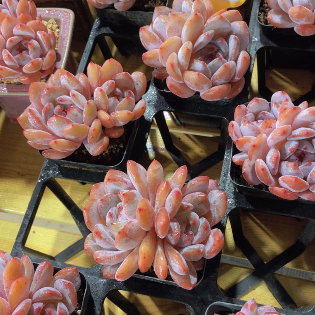 687号 飘枝石榴籽星影一个