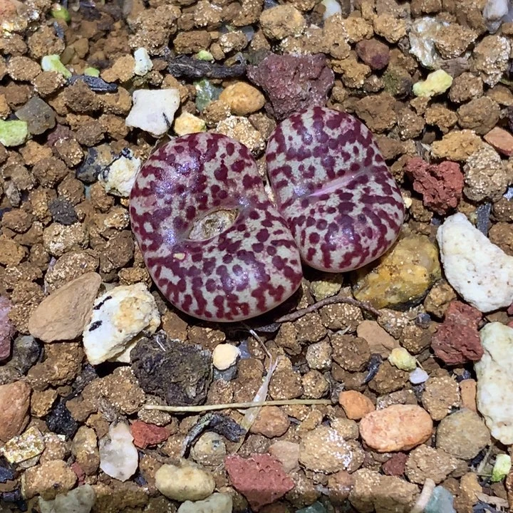 精品多肉植物精品霓虹安贞