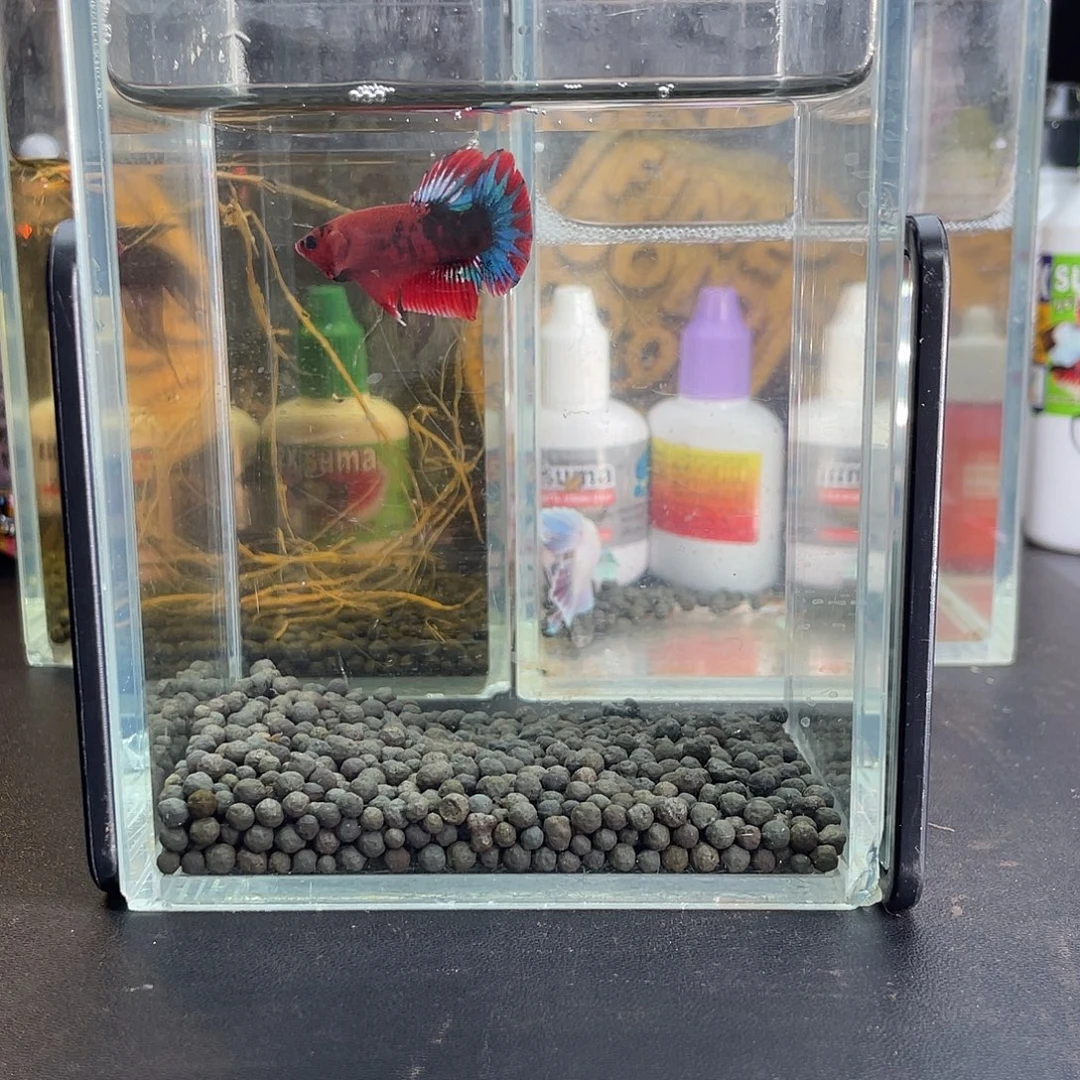 斗鱼13号1117早红肉