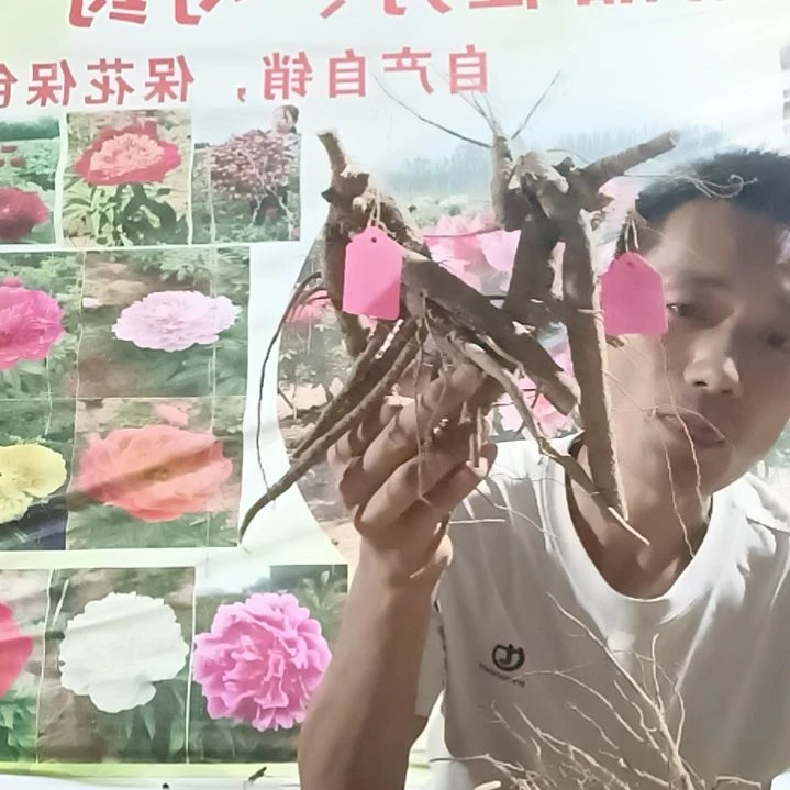无花朵5棵观赏芍药花苗