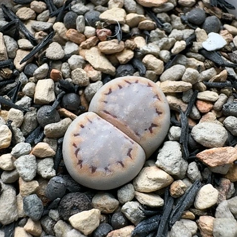 2735，1621.6糖霜饼干母本带盆