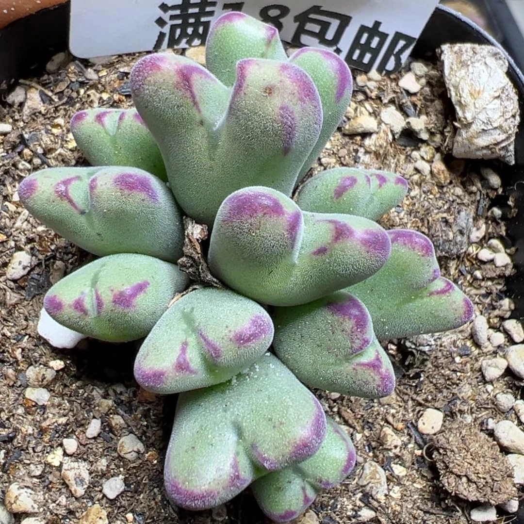 【闪购商品】 555。