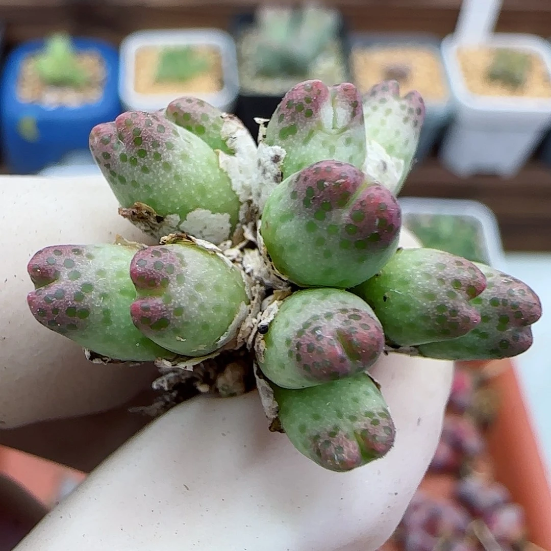 241龙猫斑马福利