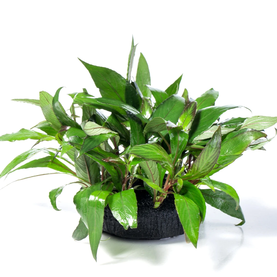 【直播福利】中柳坨草 新手懒人水草 无需底沙入缸成景