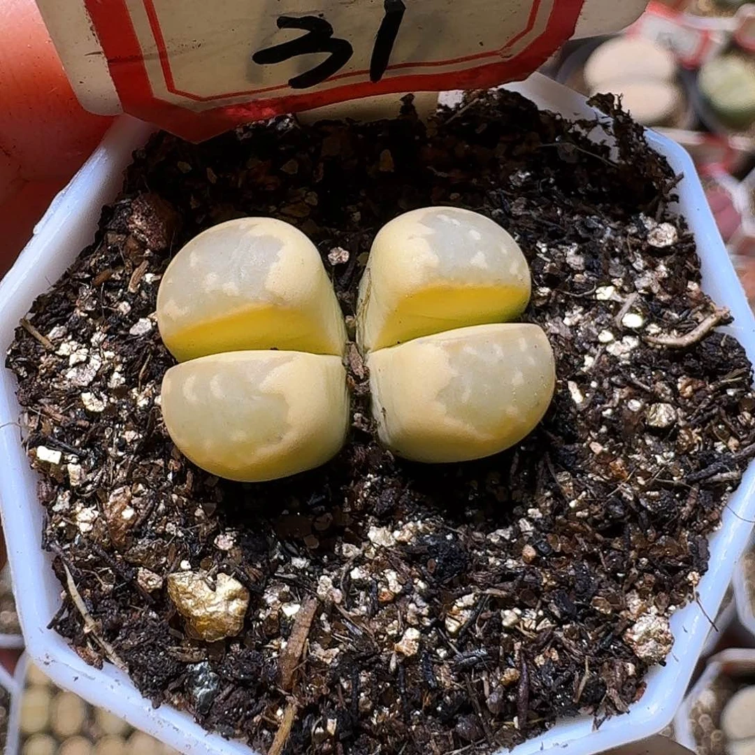 悟*生石花233:：。  272