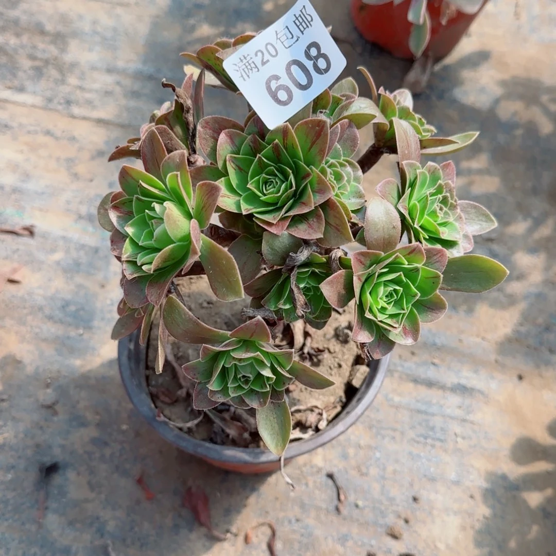 圣诞608满20包邮断枝不包