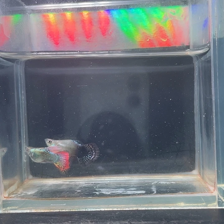 孔雀鱼七彩龙鳞球1对