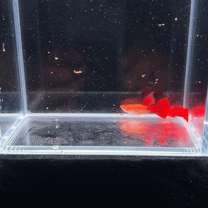 孔雀鱼血红鲨鱼鳍大C