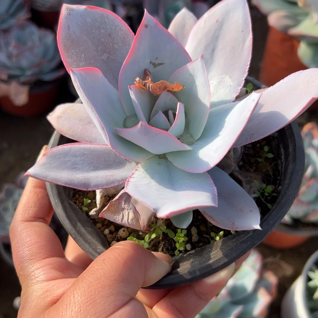 多肉植物广寒宫多肉