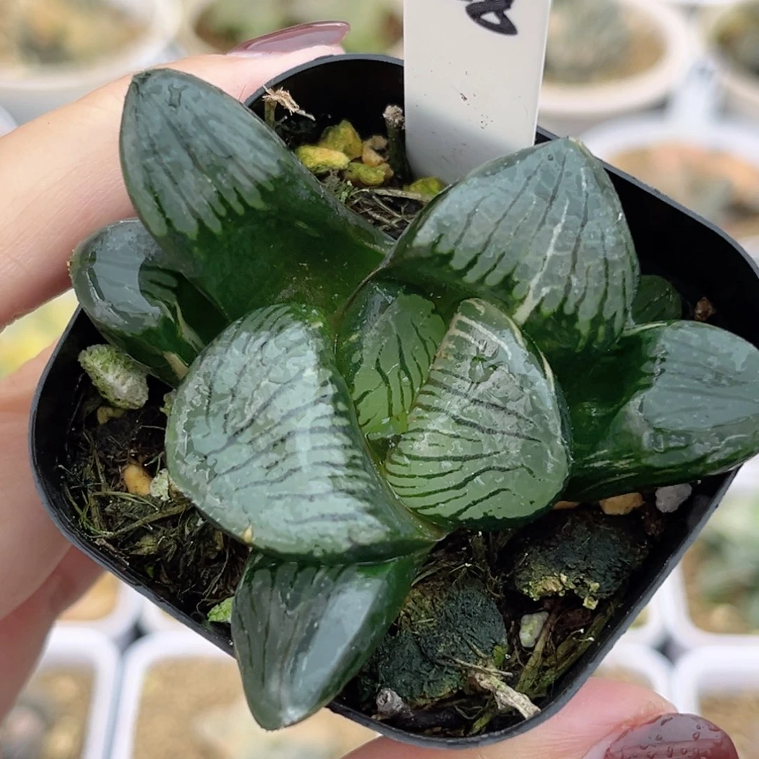 28巨大丸叶日月潭寿锦福利专场