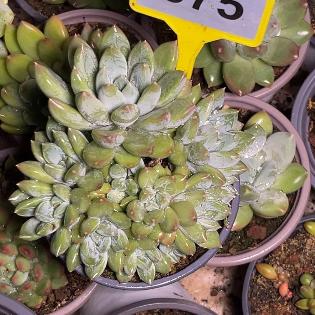 多肉植物多米美人875
