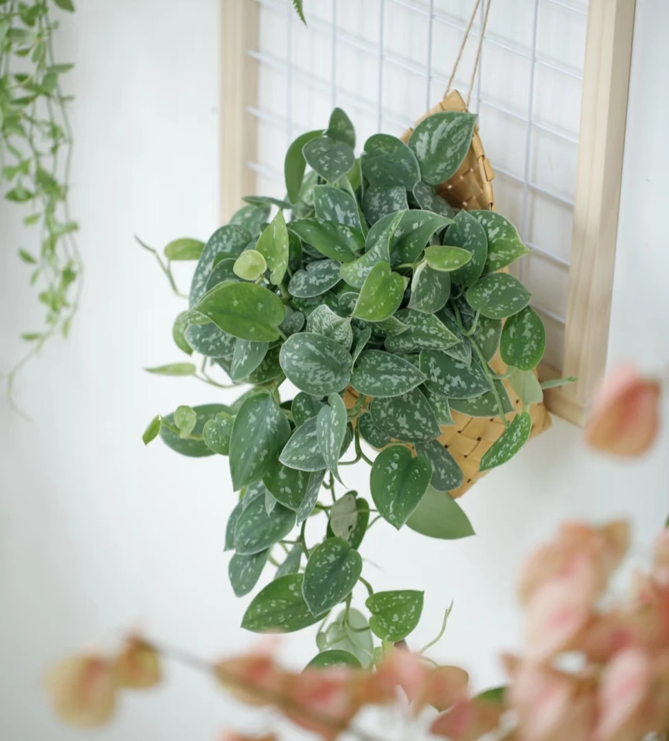 小叶银斑葛垂藤耐高温耐旱易养室内可扦插锦化绿植盆栽