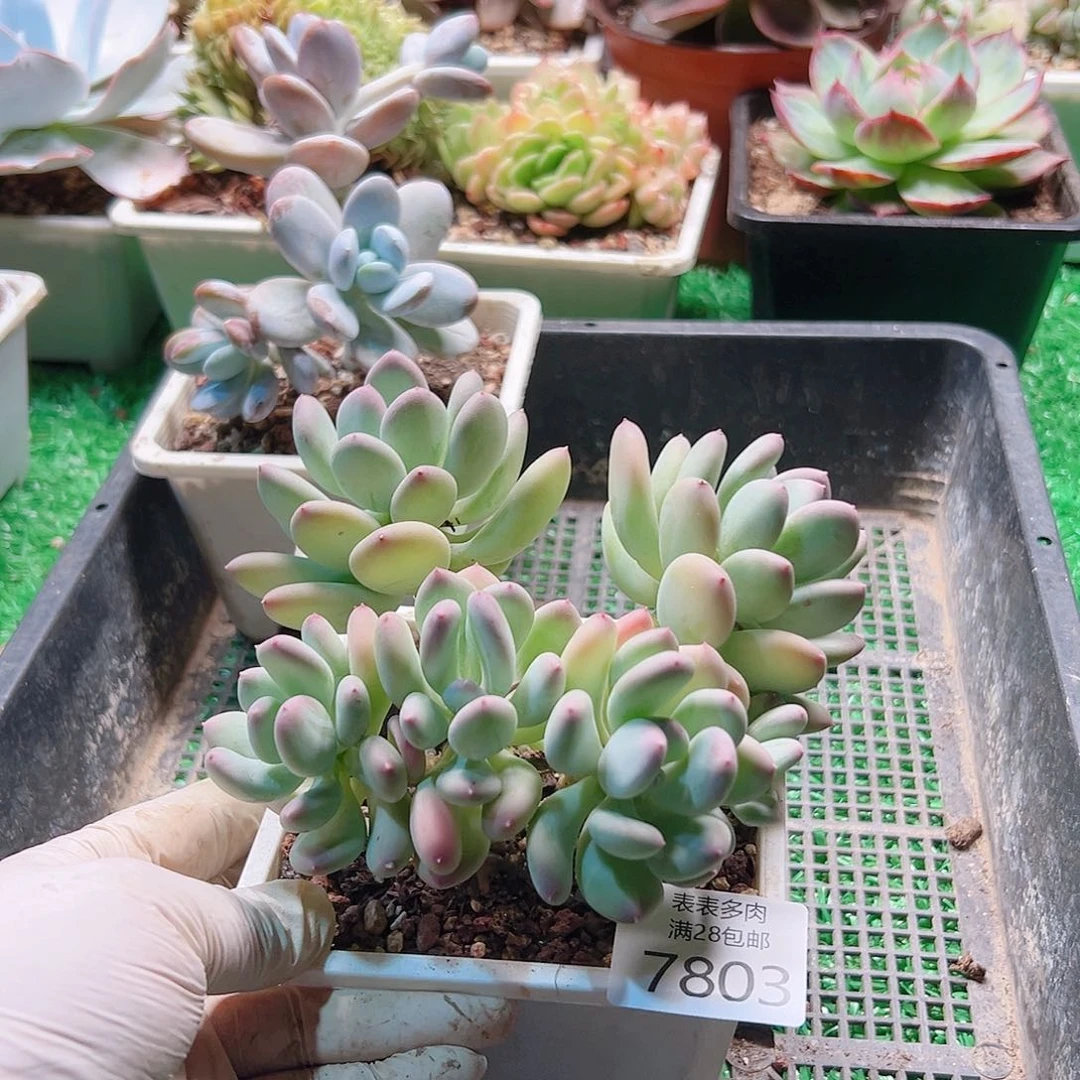 无花朵多肉一物一拍7803