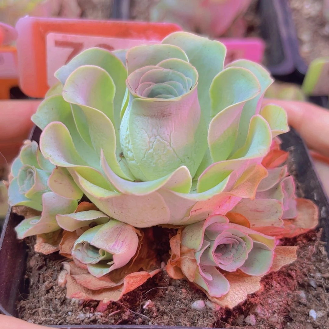 732山地玫瑰绿色