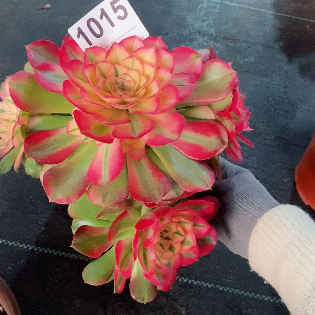 红陶1015荔枝3冠服17.8多肉