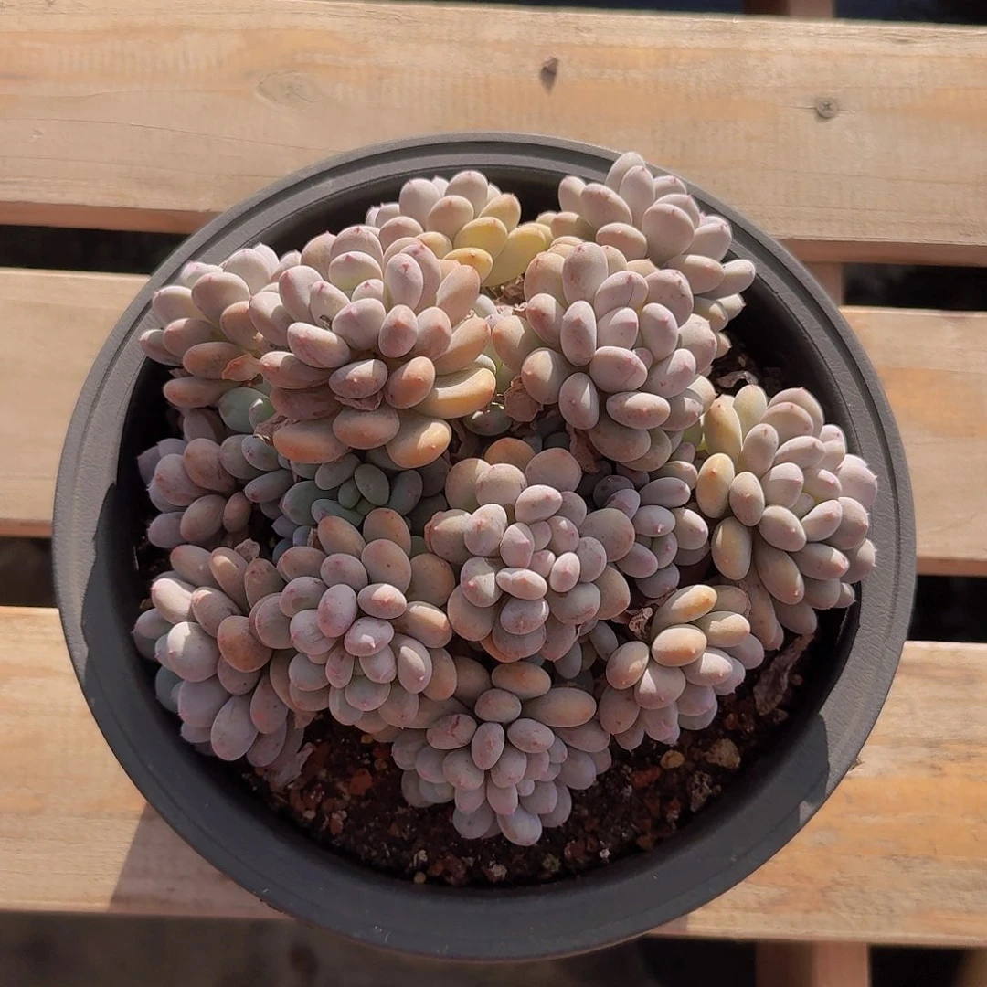 香香雪多肉一物一拍