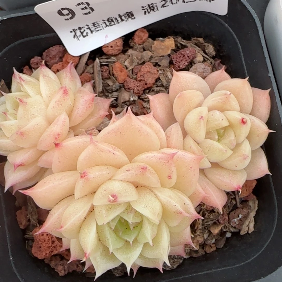 花语逸境0207-93散