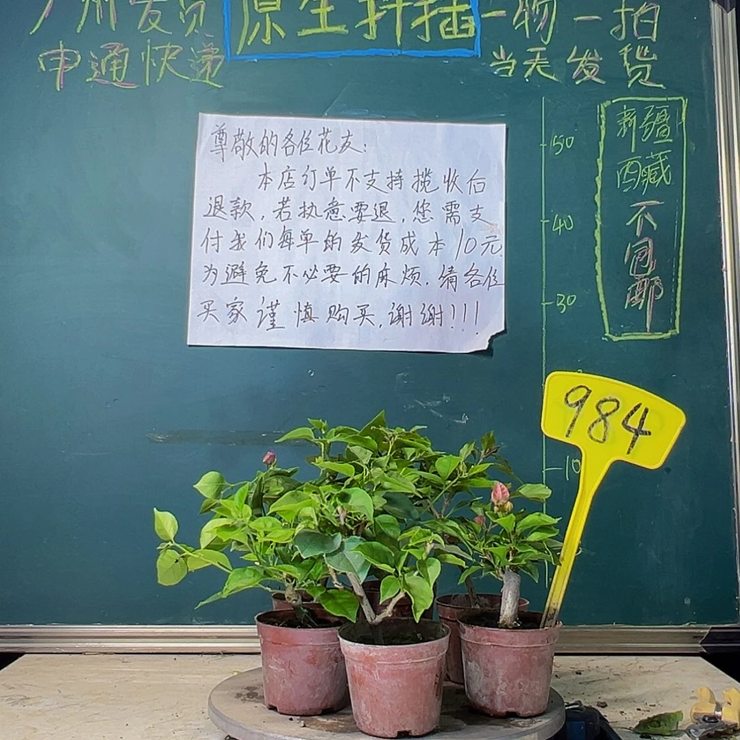 当前无花栽培后可以开花六棵掌中宝984