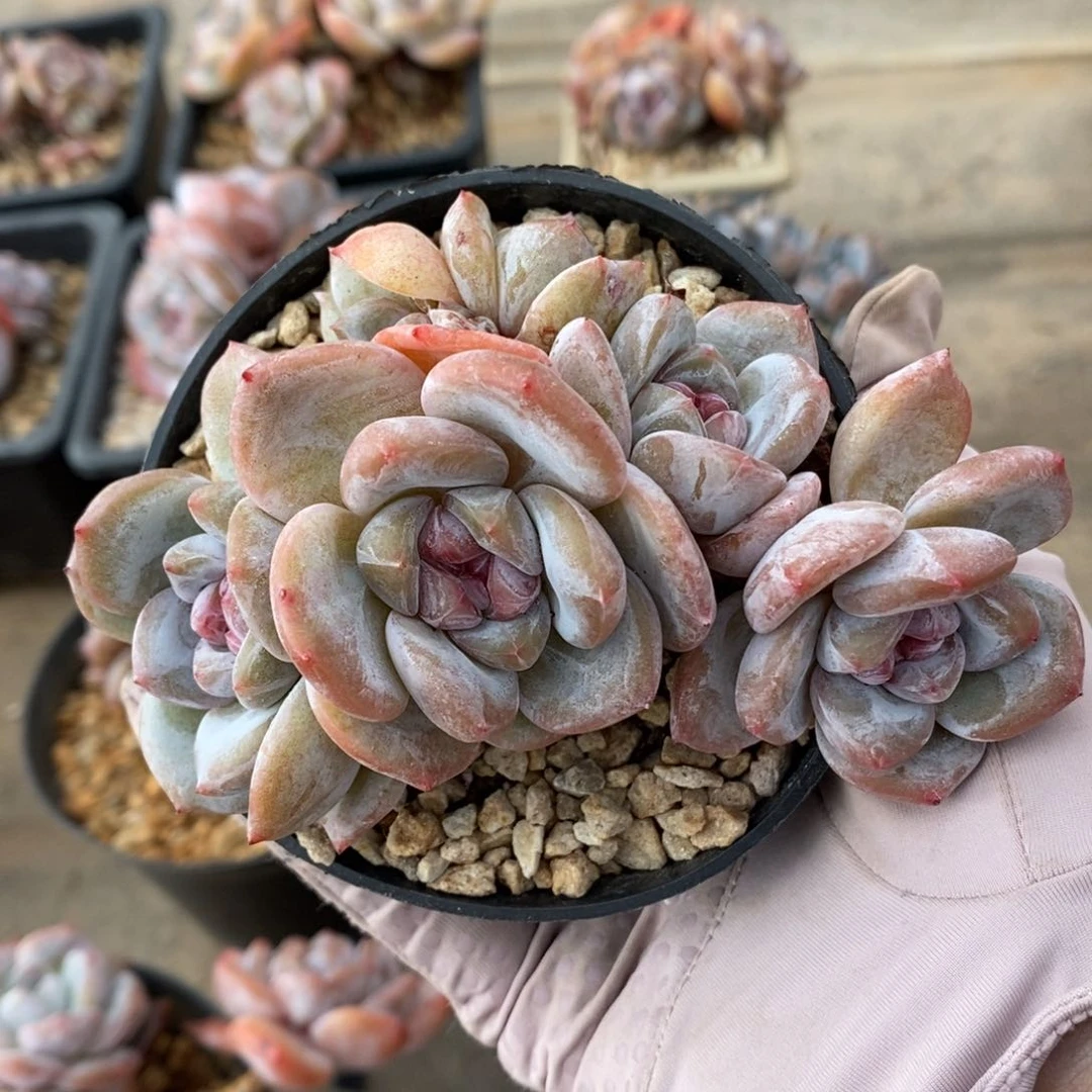 六头绿底紫心小脸 脸朝上