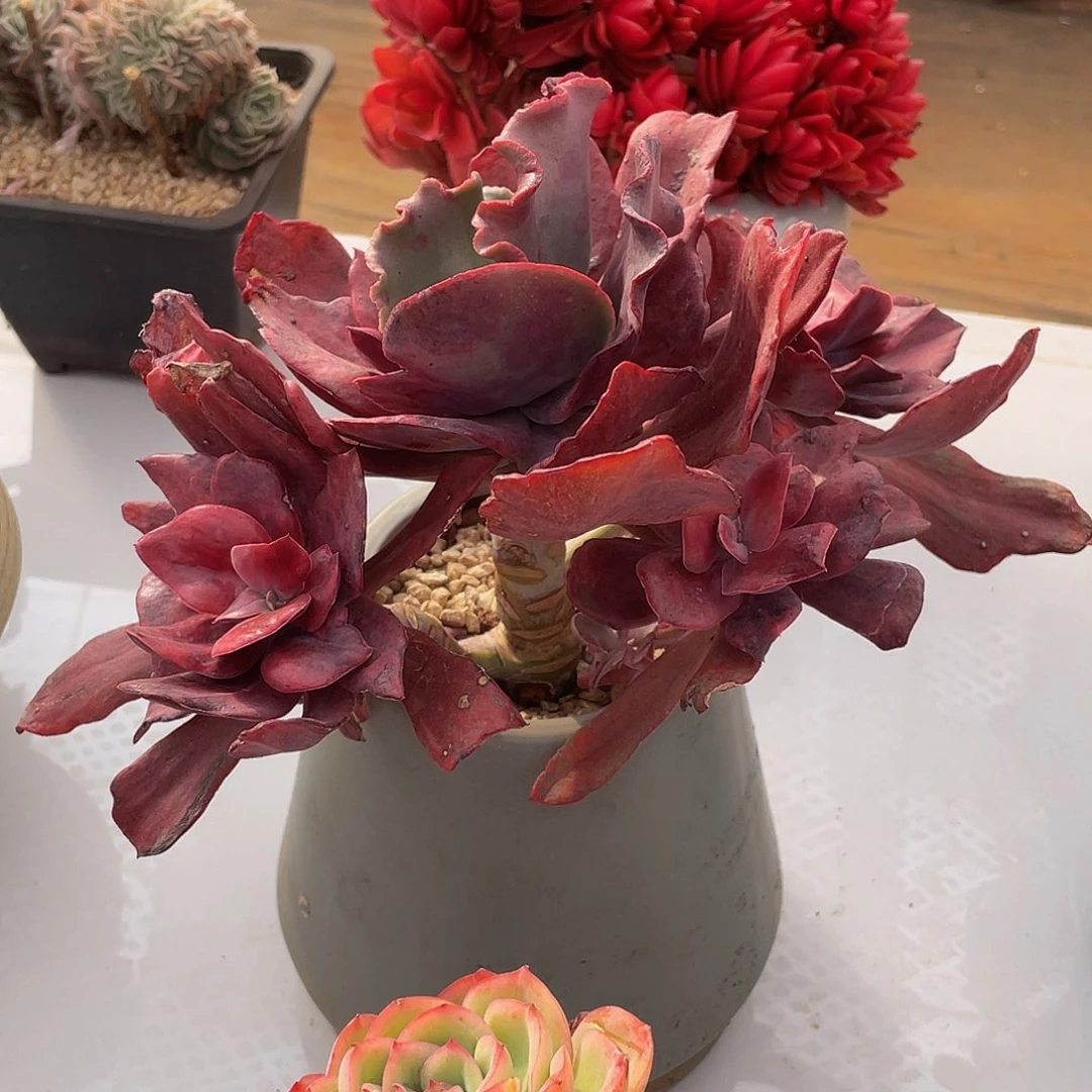 砖石锦多肉多肉多肉