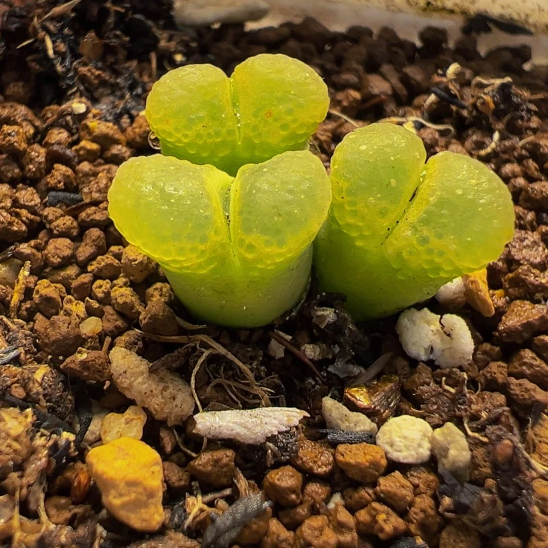 145多肉植物种类和