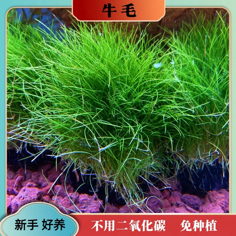 【牛毛坨草】成景草坪 草原森林风格 鱼缸造景专用 水培植物