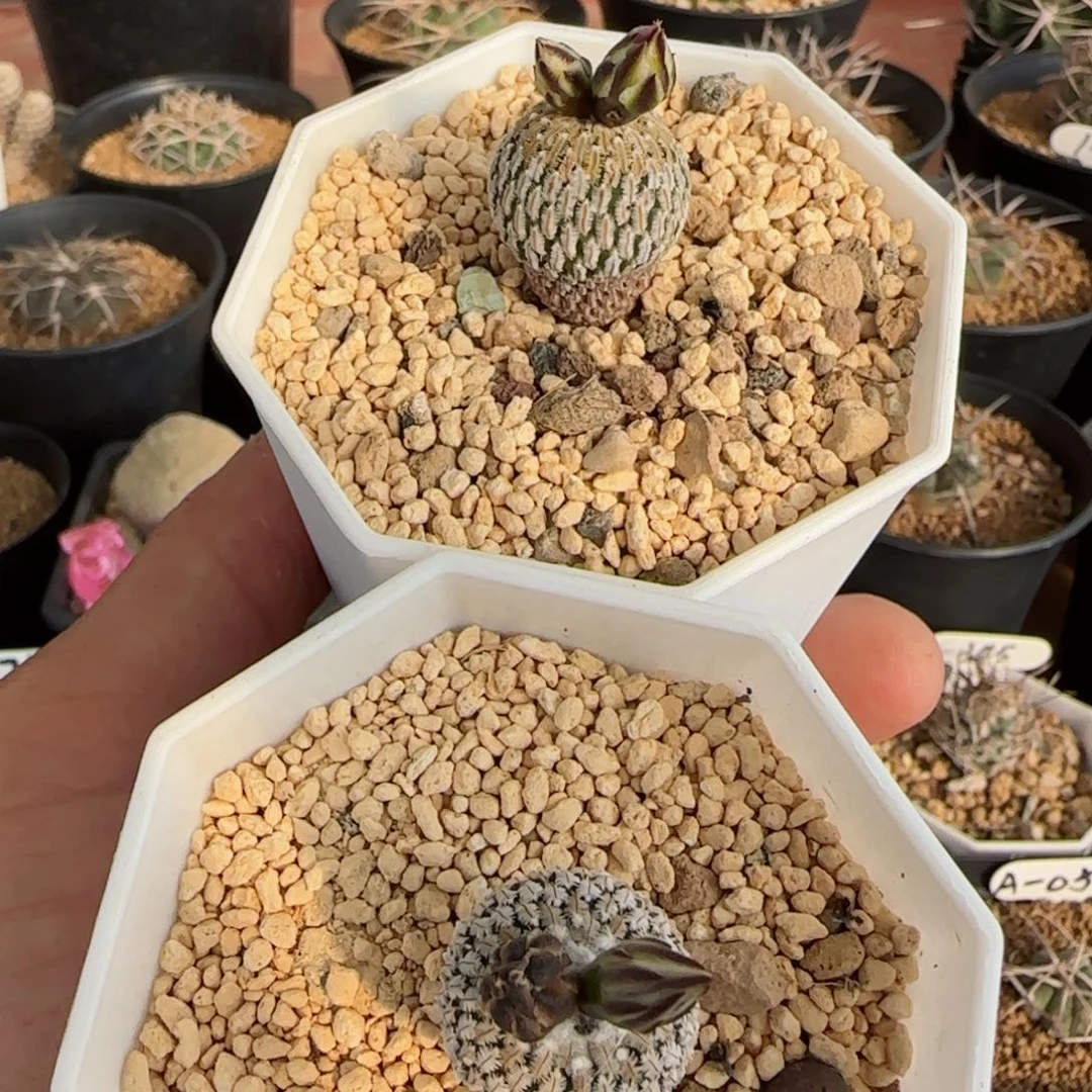 实生两盒精巧殿00