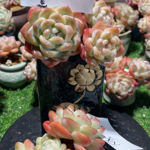 若若专拍冰玉老桩群生两颗