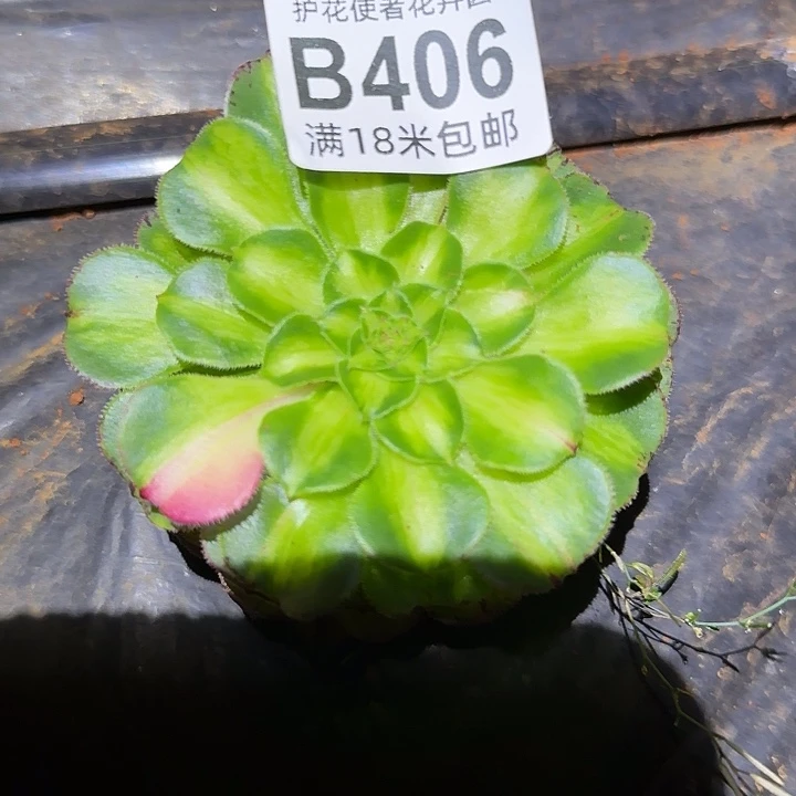 多肉法师淘宝福利