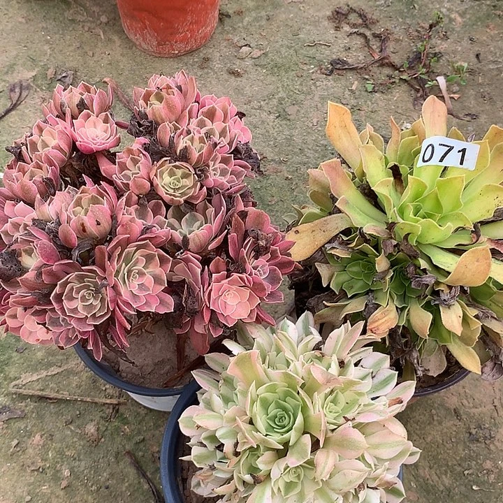 无花朵071三颗DVD肉植物