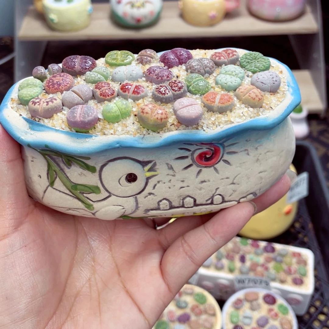 w7081 开播福利 带盆土发货一物一拍