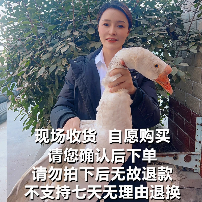 【助农现场】农家全粮散养大鹅 人工现杀 顺丰包邮ZQ