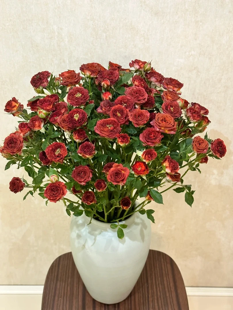 【巧克力泡泡多头玫瑰】云南昆明鲜花基地优质鲜切花
